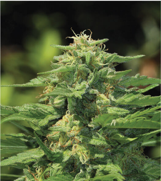 Dream Queen Regular Seeds