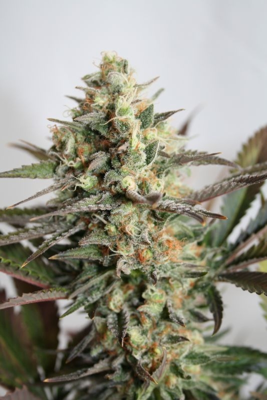 Dresden Green Diamond Feminized Seeds