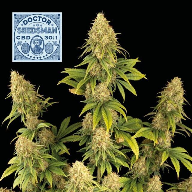 Doctor Seedsman CBD 30:1 Feminized Seeds