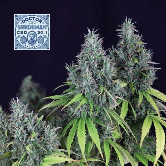 Doctor Seedsman CBD 30:1 Feminized Seeds