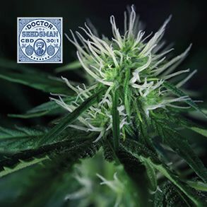 Doctor Seedsman CBD 30:1 Feminized Seeds