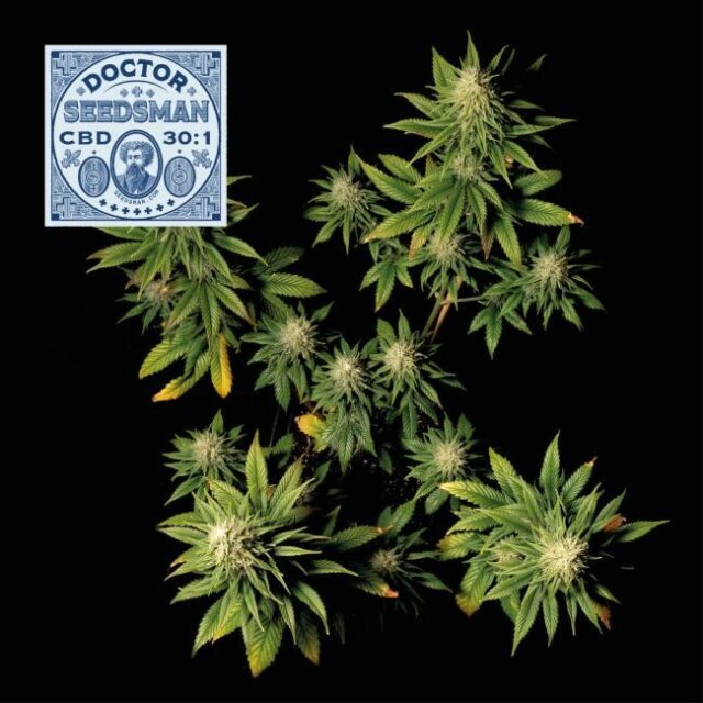 Doctor Seedsman CBD 30:1 Feminized Seeds