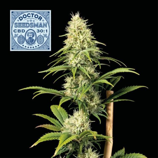 Doctor Seedsman CBD 30:1 Feminized Seeds