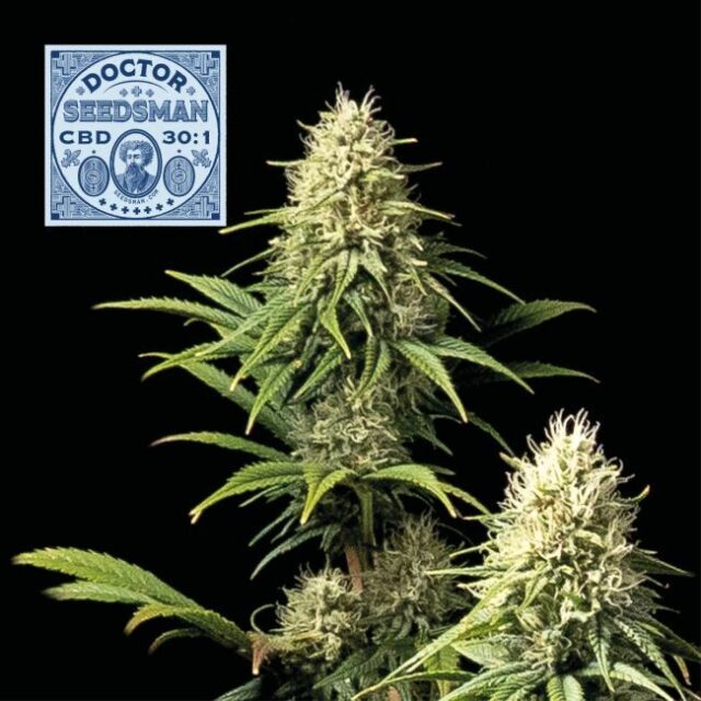 Doctor Seedsman CBD 30:1 Feminized Seeds