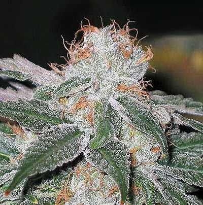 Dubble Bubble Feminized Seeds