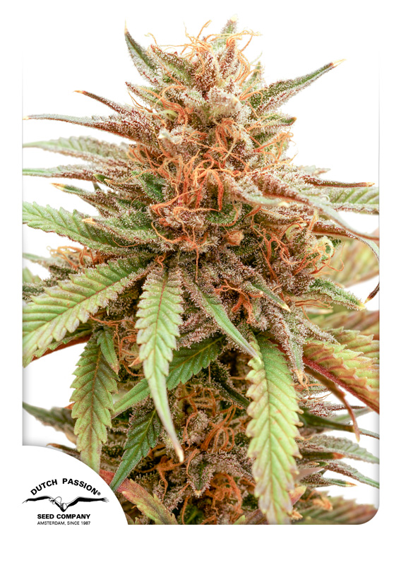 Durban Dew Feminized Seeds