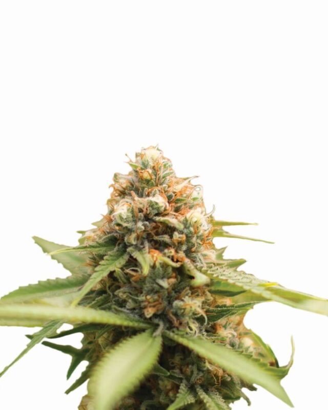 Durban Poison Regular Seeds