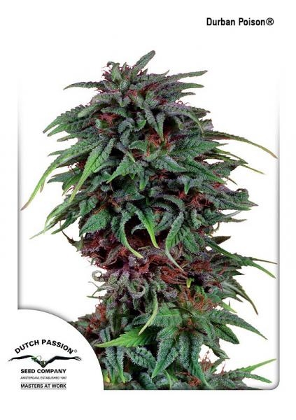 Durban Poison Regular Seeds