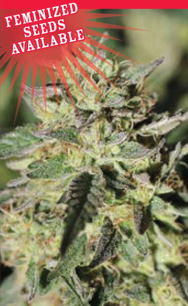 Early Girl OG Hybrid Feminized Seeds