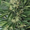 Dr Greenthumb's Em-Dog Feminized Seeds