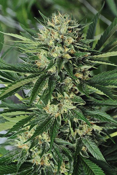 Dr Greenthumb's Em-Dog Feminized Seeds