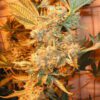 Buy Dr Greenthumb's Em-Dog Feminized Seeds by Humboldt Seed Org. in America - Image 2