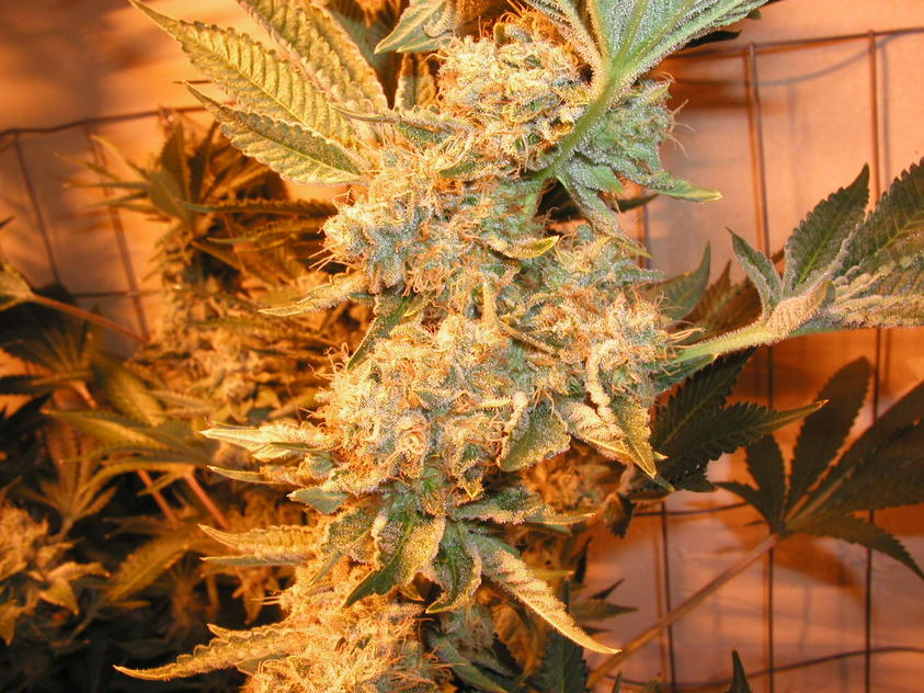 Buy Dr Greenthumb's Em-Dog Feminized Seeds by Humboldt Seed Org. in America - Image 2