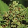 Emerald Fire OG Regular Seeds
