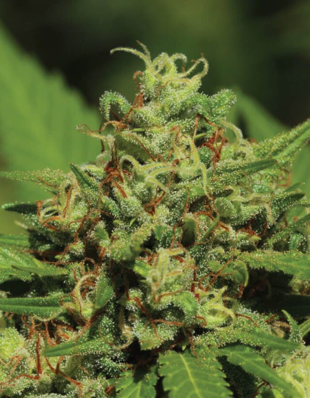 Emerald Fire OG Feminized Seeds