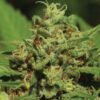 Emerald Fire OG Auto Feminized Seeds