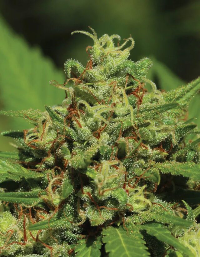 Emerald Fire OG Auto Feminized Seeds