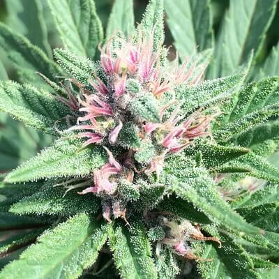 ErdPurt x PCK Feminized Seeds (Limited Edition)