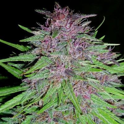 Erdpurt Feminized Seeds