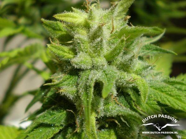 Euforia Regular Seeds