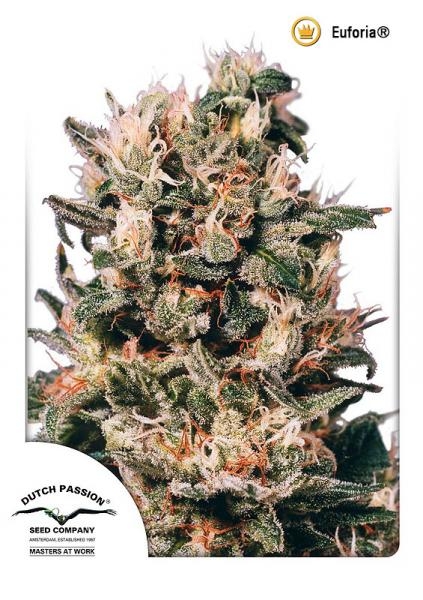 Euforia Regular Seeds