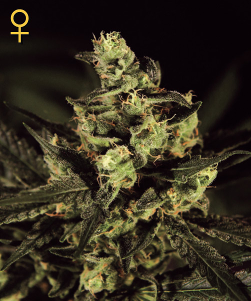 Exodus Cheese Feminized Seeds