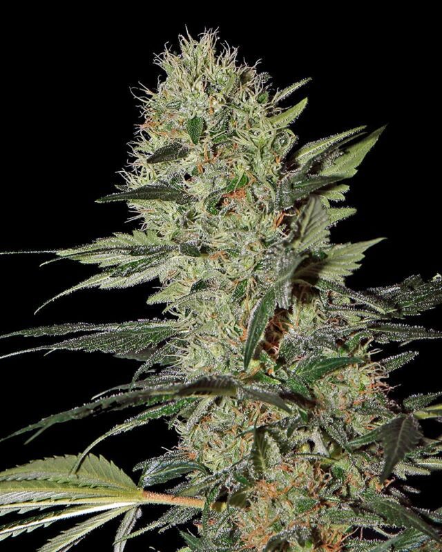 Exodus Cheese Auto Feminized Seeds