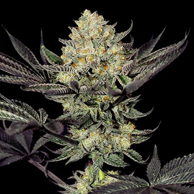 Face Mask Feminized Seeds