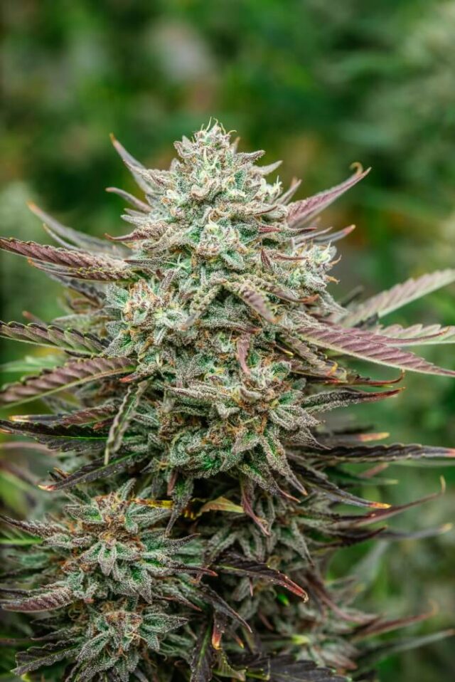 Face Fat Auto Feminized Seeds