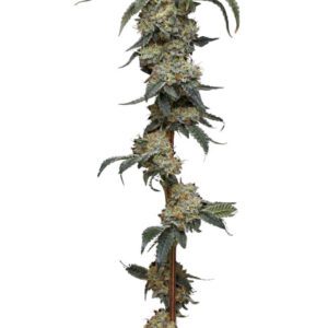 Farmer's Daughter Feminized Seeds