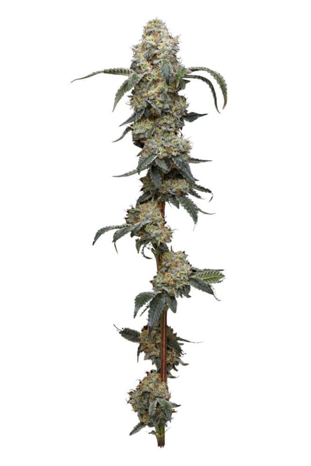 Farmer's Daughter Feminized Seeds