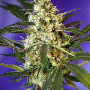 Fast Bud #2 Auto Feminized Seeds