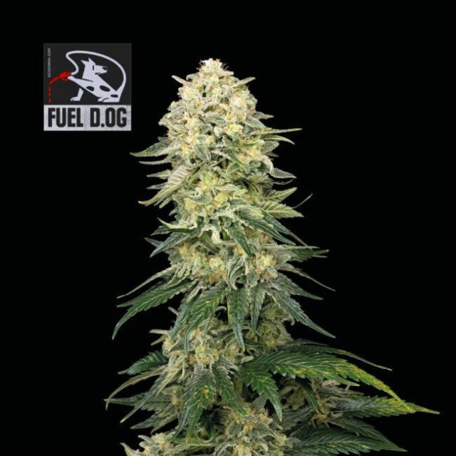 Fuel D.OG Feminized Seeds