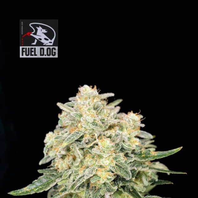 Fuel D.OG Feminized Seeds