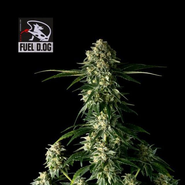 Fuel D.OG Feminized Seeds