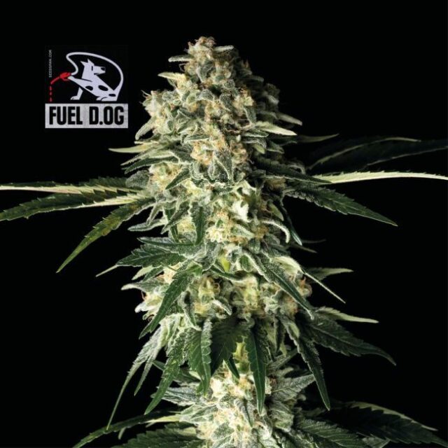 Fuel D.OG Feminized Seeds