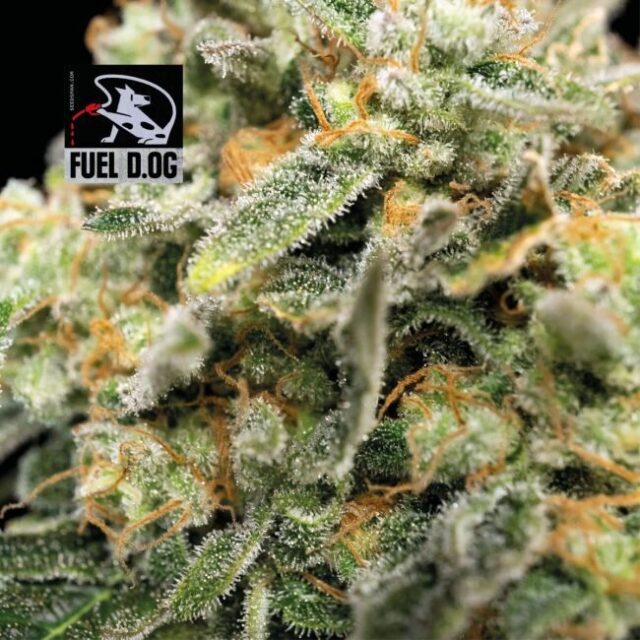 Fuel D.OG Feminized Seeds