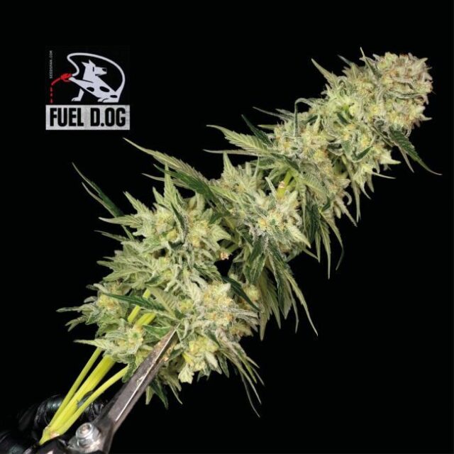 Fuel D.OG Feminized Seeds