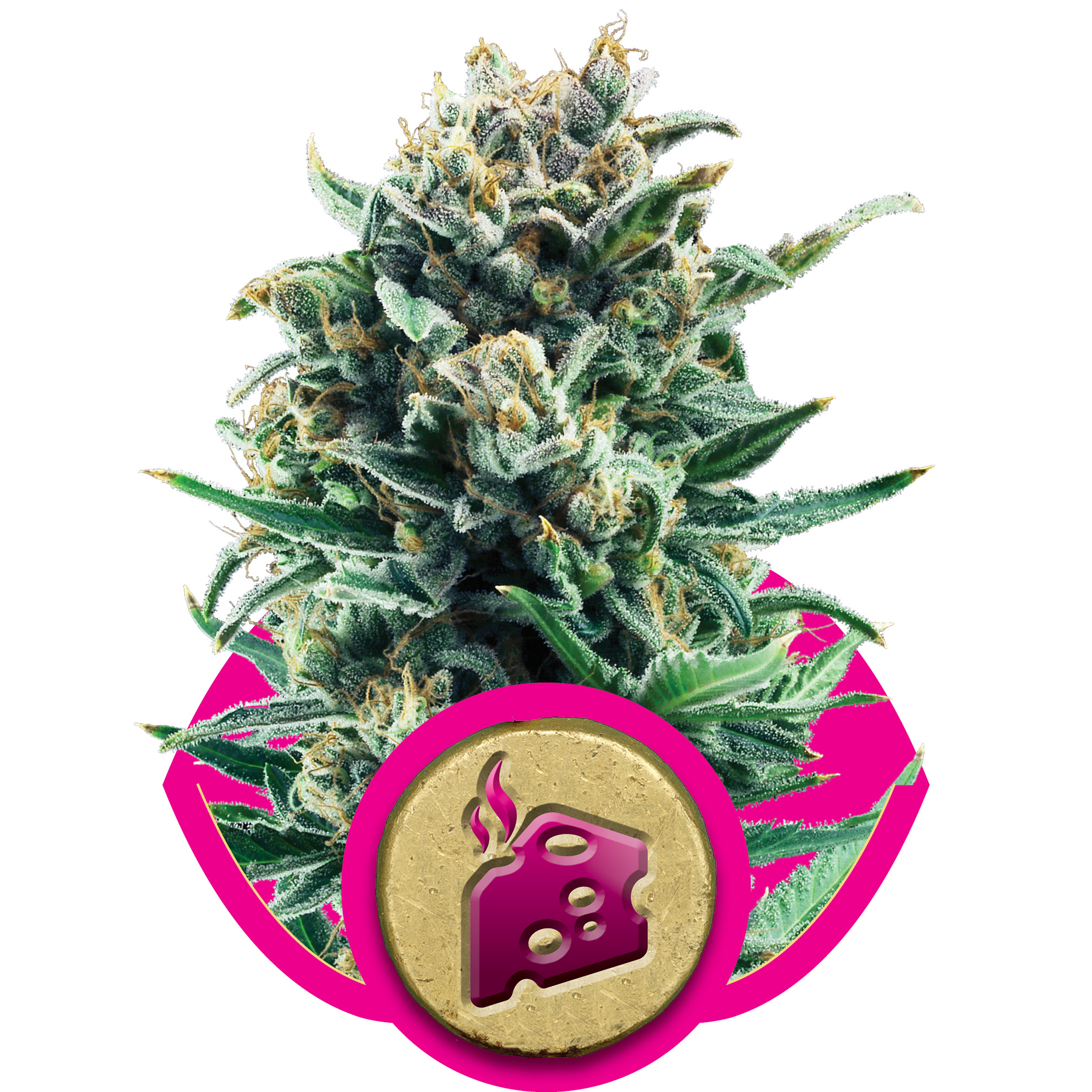 fem-bluecheese