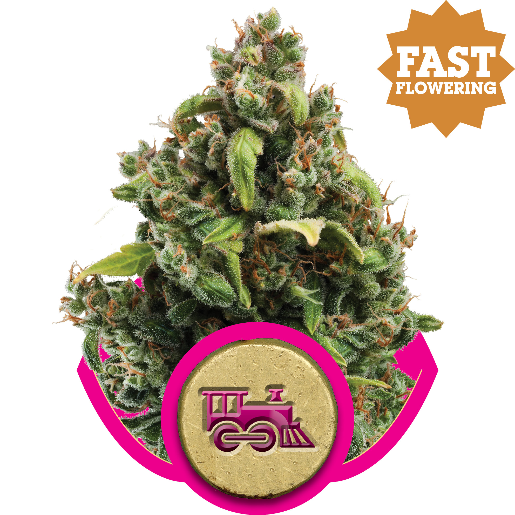 fem-candykushexpress-ff