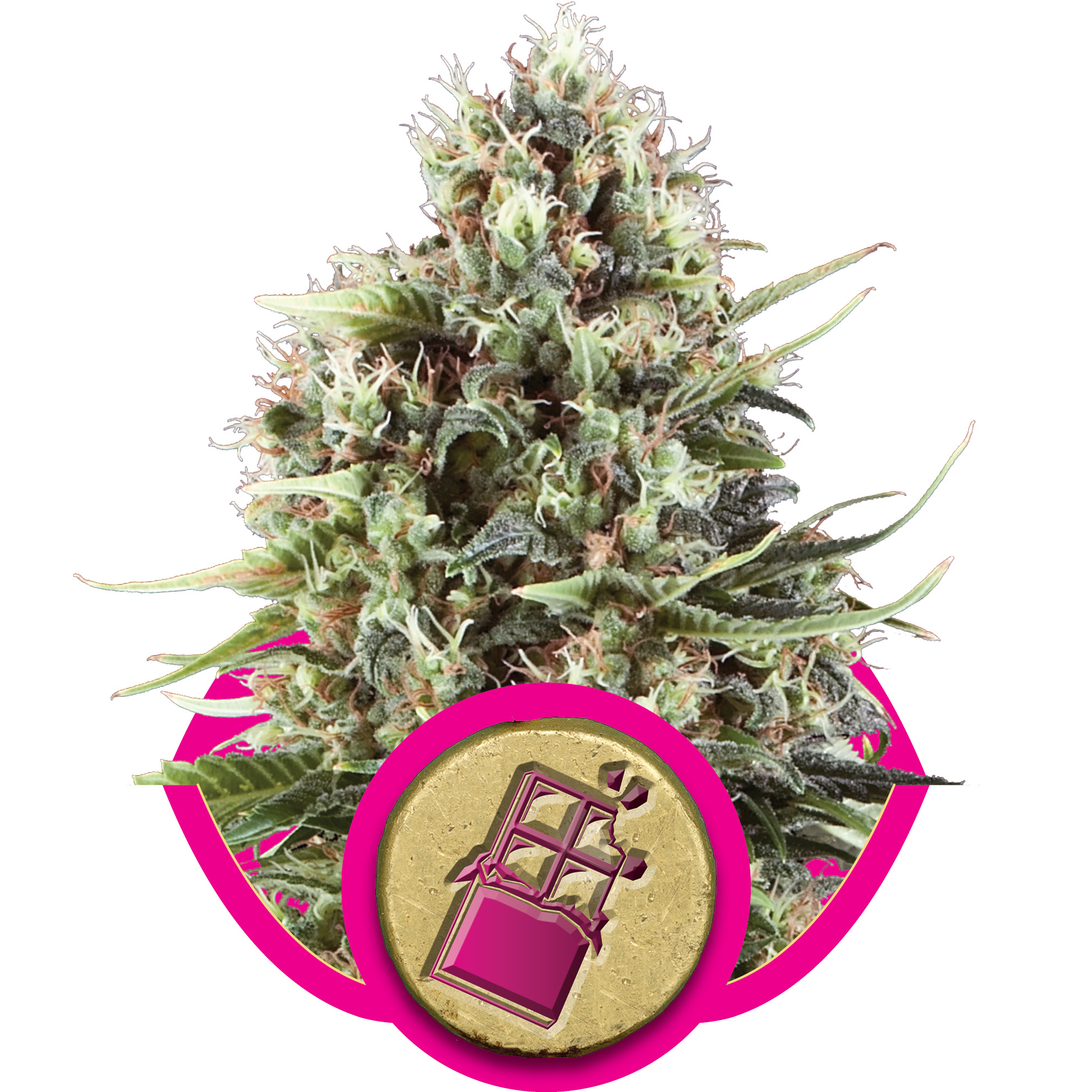 Chocolate Haze Feminized Seeds Chocolate Haze Feminized Seeds