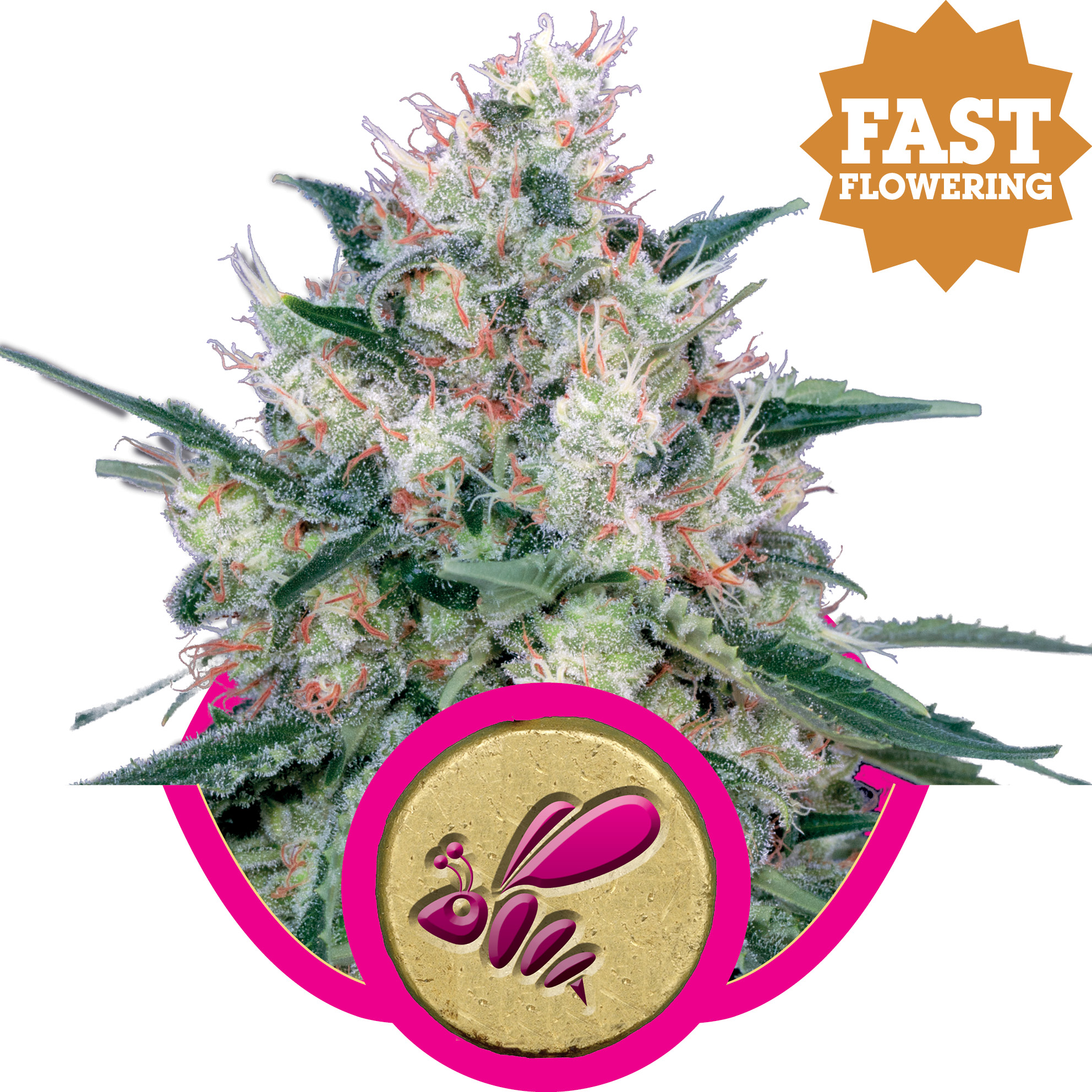 fem-honeycream-ff