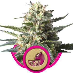 Lemon Shining Silver Haze Feminized Seeds