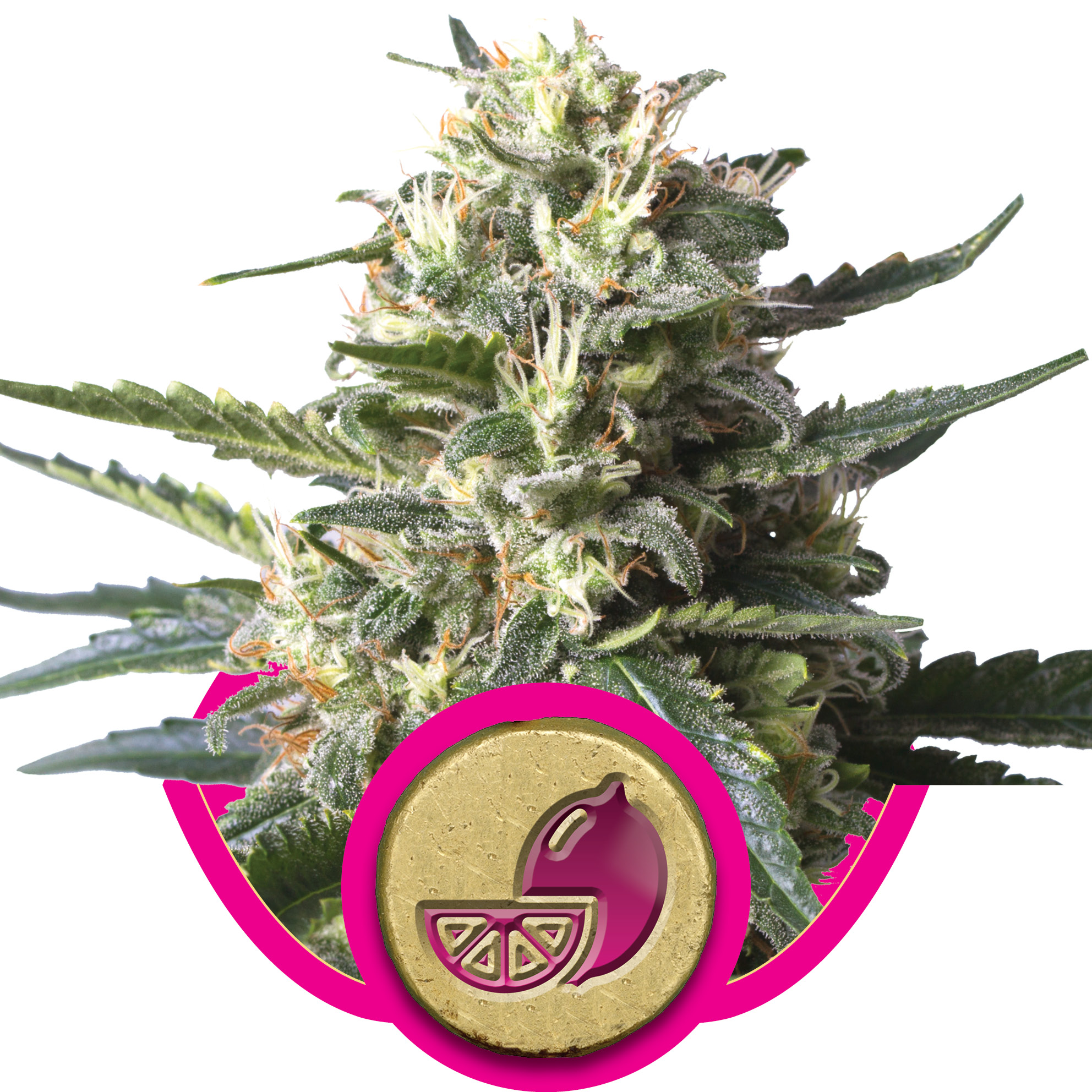 Lemon Shining Silver Haze Feminized Seeds Lemon Shining Silver Haze Feminized Seeds