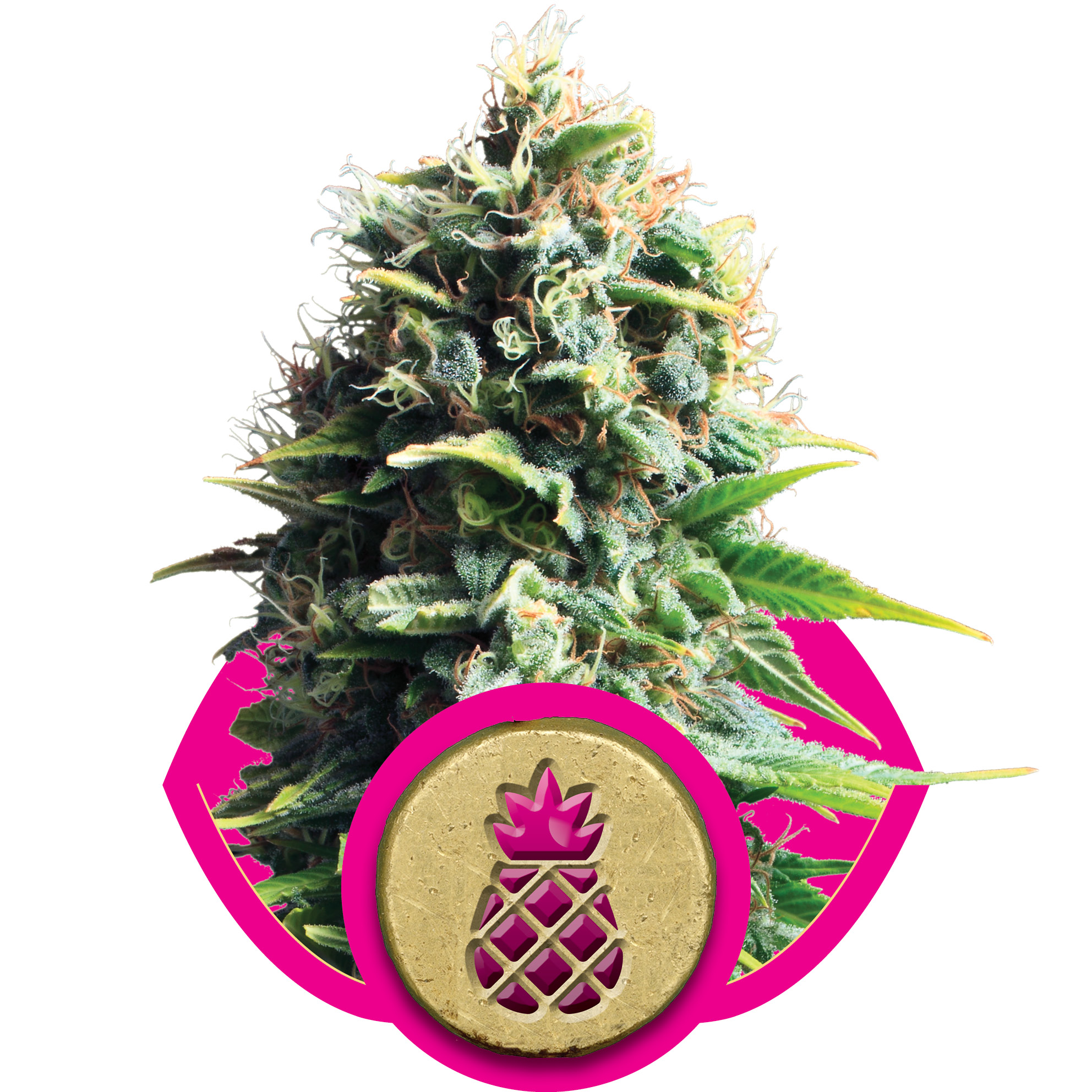 fem-pinapplekush