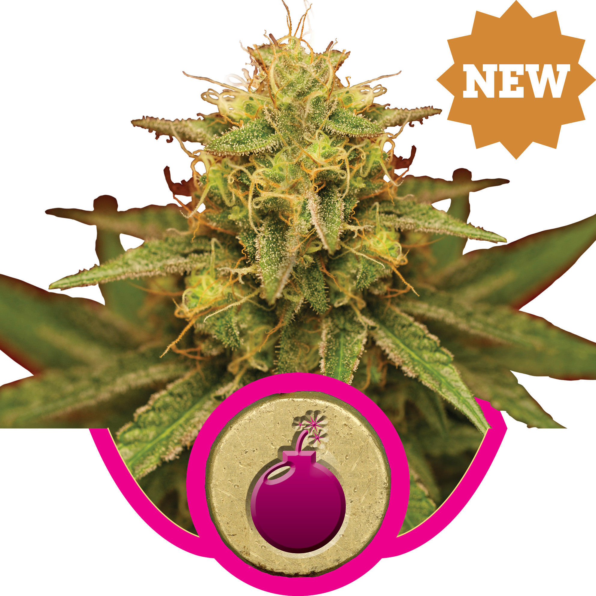 Royal Domina Feminized Seeds Royal Domina Feminized Seeds