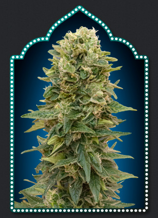 Female Mix Feminized Seeds