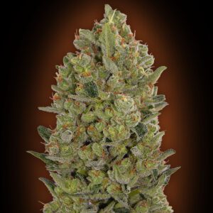 Female Collection #3 Feminized Seeds
