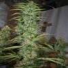 Buy Orient Express Feminized Seeds by Ace Seeds in America - Image 2