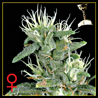 Big Bang Feminized Seeds